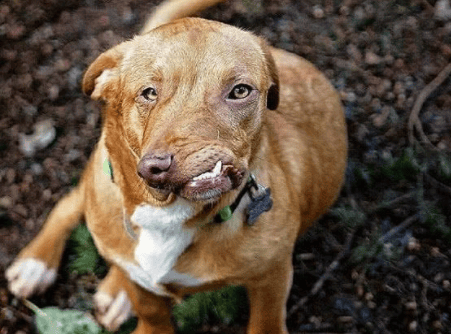 Pictures of deformed dog teeth