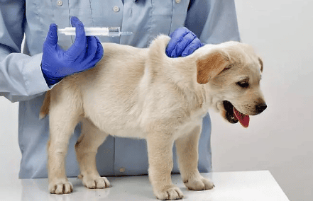  What are the symptoms of febrile disease in dogs?