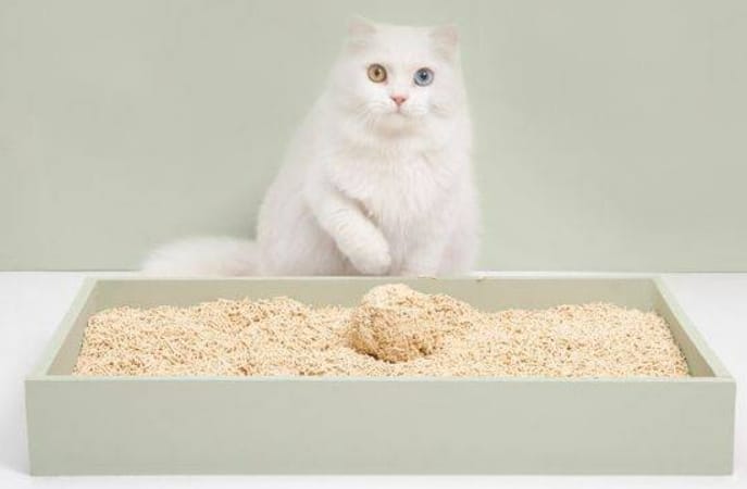 Cat litter How often should you change them all?