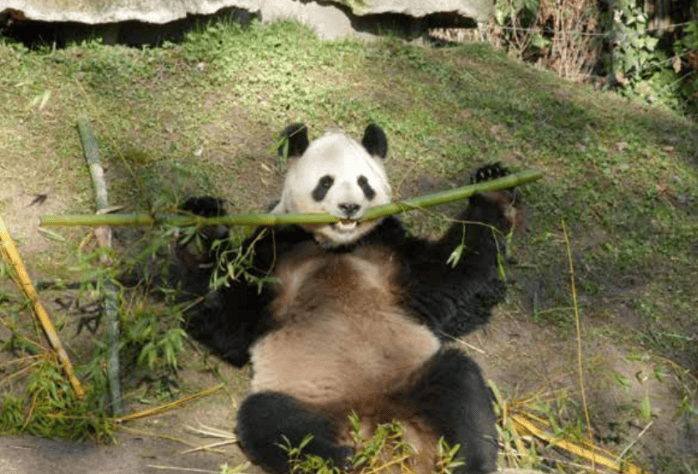 Big Why can’t pandas live without bamboo? 