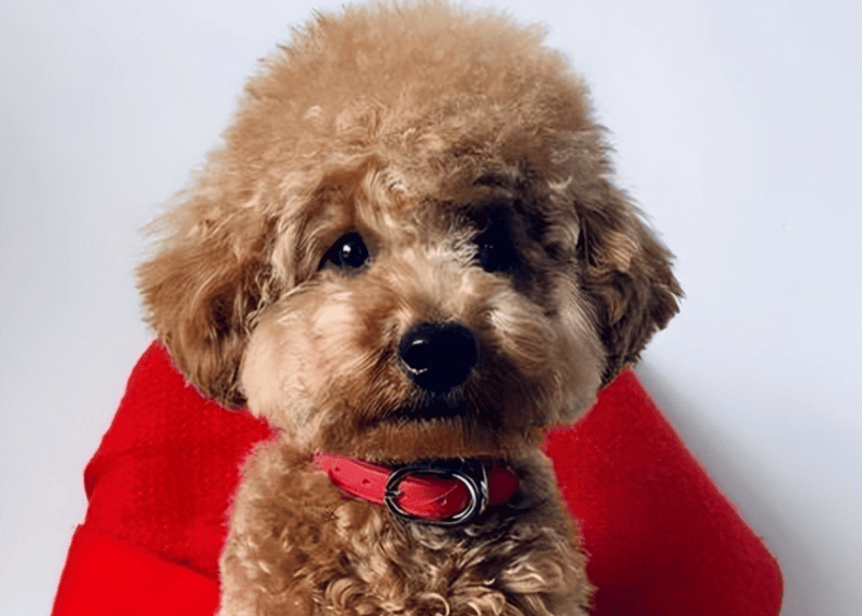 Is you really doing the right way when washing and caring for your Teddy dog? What are the reasons why Teddy dog's hair becomes lighter and how to deal with it