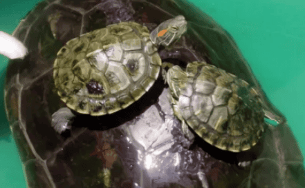 Reveal the four Feng Shui taboos of keeping turtles at home to avoid evil things happening!