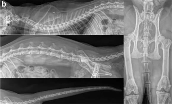 Radiological manifestations of osteochondrodysplasia SFOCD in Scottish Fold cats