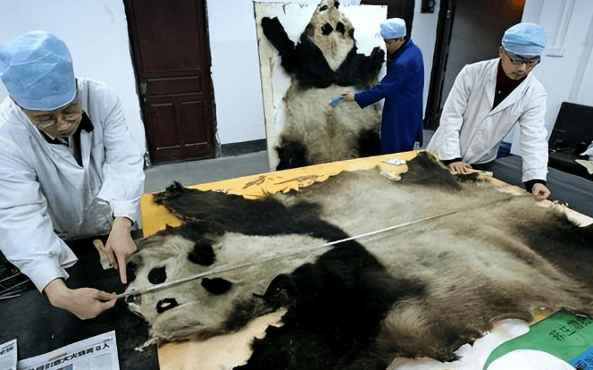 The tragic century of giant pandas: Skinned by Europeans, stolen by Americans, almost extinct!