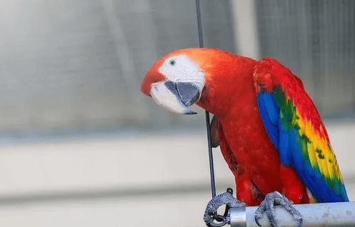 Parrots also have emotions? These symptoms tell you that they may hate you! Be wary of these behavioral signs! 