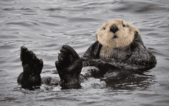  Sea otters are irresistible animals