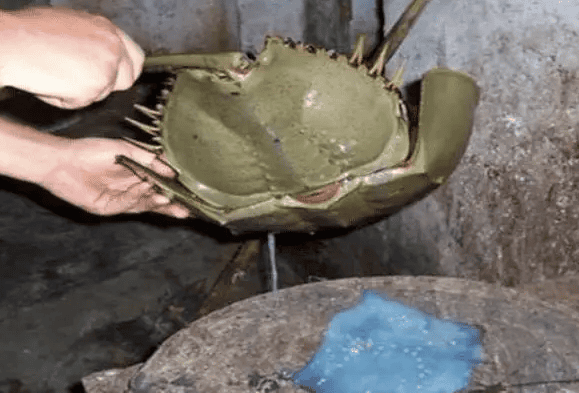 Can the horseshoe crab's tail sting people or be poisonous?