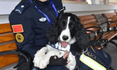 How to become a search and rescue dog handler