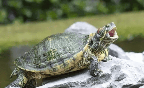 What do turtles eat? Learn how to feed turtles in 3 minutes