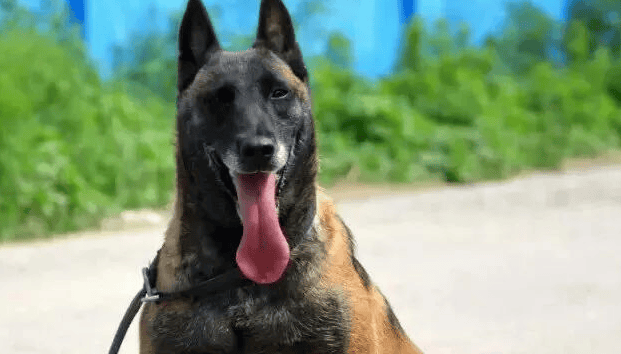 Detailed explanation of the difference between the Dutch Malinois and the French Malinois