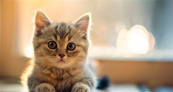 Want a cute cat? Learn about these cat breeds, don’t miss it! 