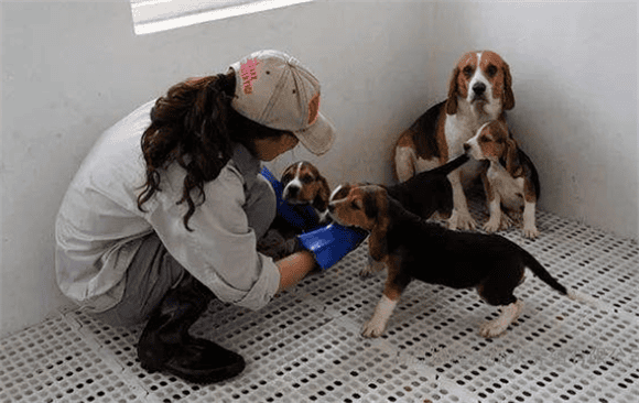 Instant information! Standard breeding environment for experimental animal beagles!