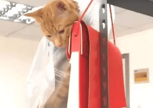 The orange cat made a mistake and was put into a plastic bag and hung high, with a complicated look on everyone's face