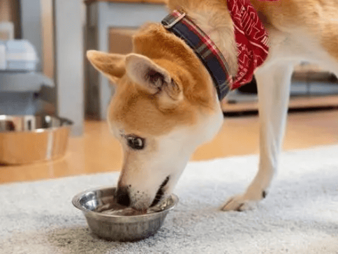 Le How about Pet Diary dog ​​food