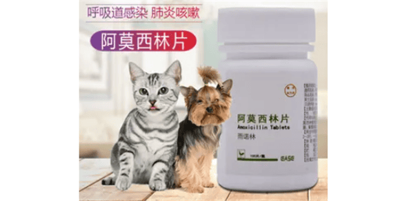 Anti-inflammatory drugs for cats Which medicine is best?