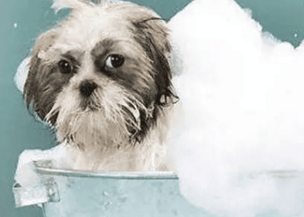 What is the appropriate temperature of dog bath water?