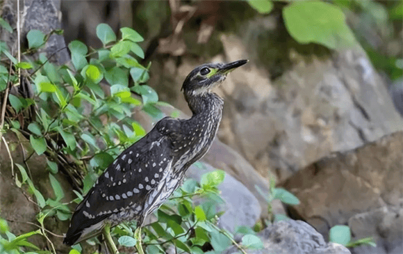 The Hainan tiger tabby was discovered in Lianshan, Guangdong, known as the most mysterious bird, its mystery is not just because of its rarity