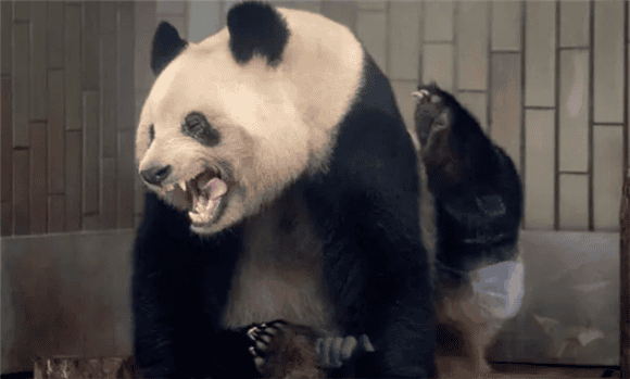 Ten interesting things you don't know about pandas! 