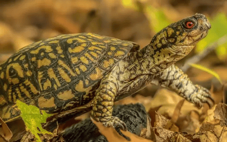 Turtle? 5 reasons why you have to raise a turtle, 90% of people don’t know yet!