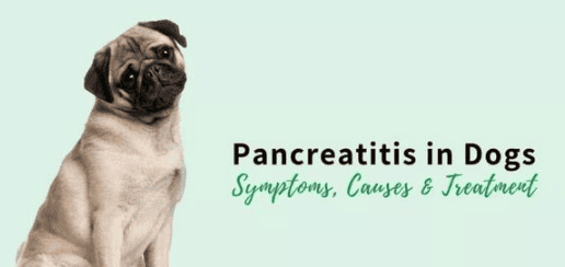 Dog Feline Pancreatitis - Part 1