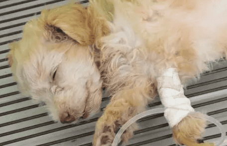 Dog parvovirus can be overcome in a few days