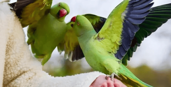 Parrot Love: Revealing the 7 Stages of Loving You. What level is your baby at?