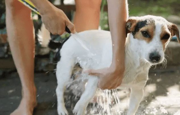 The correct way to bathe your dog