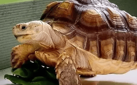 Cultivating a close relationship with a turtle: 5 tips to help you become a turtle's best friend