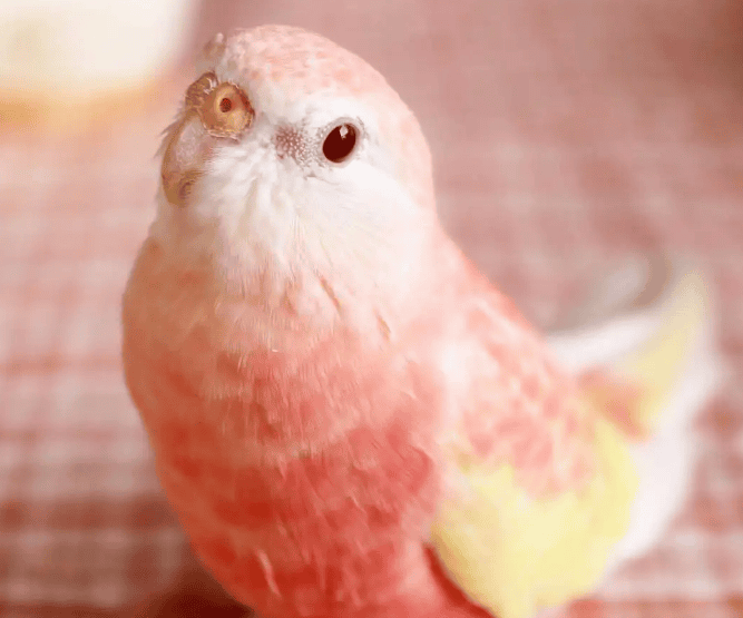 How to raise Autumn Grass Parrots in China