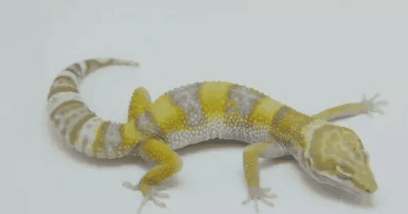 Leopard print gecko strain introduces albino