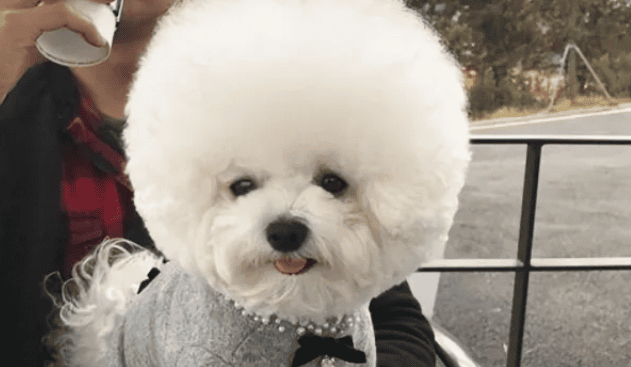 The 5 major characteristics of purebred Bichons. Only after reading this did I realize that many people raise Chuan Chuan!