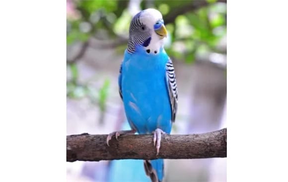 How to make a parrot recognize its owner?