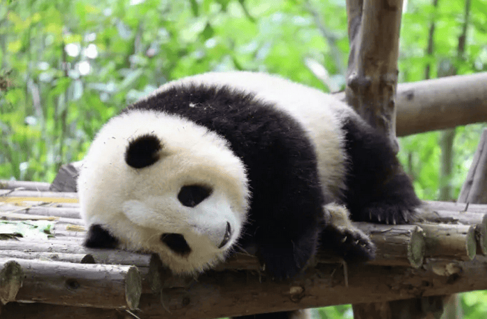 Giant panda, a very unique and precious animal