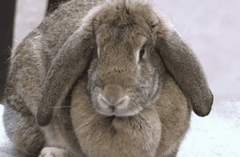 How How to judge the age of a rabbit by its appearance? . </p><p>4. Tightness of rabbit skin: Young rabbits have thin and tight skin, lively spirit and bright eyes. Elderly rabbits have droopy eyelids, dull vision, slow movements, often squatting, and thick and loose skin. </p><p>1. Elderly rabbits (over 3 years old): ①Toe claws: thick and long, with curved claw tips, half of the claws are exposed outside the foot hair, the surface is rough and dull, and the longer the claws are, the more curved they are. The older you are. ②Incisor teeth: Thick and long, dark yellow in color, sometimes damaged and irregularly arranged. ③Skin board: thick and loose. </p><p style=