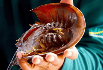 Is the horseshoe crab going extinct soon? 