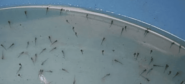 Overview of food and feeding points in the four stages of goldfish fry (recommended collection)