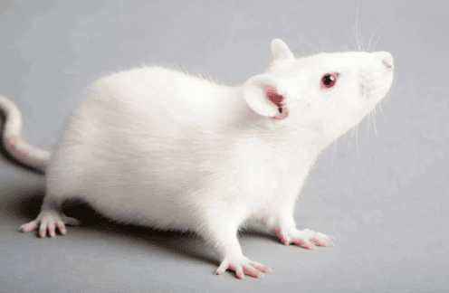 Science popularization class | One article will guide you Get to know rats and guinea pigs