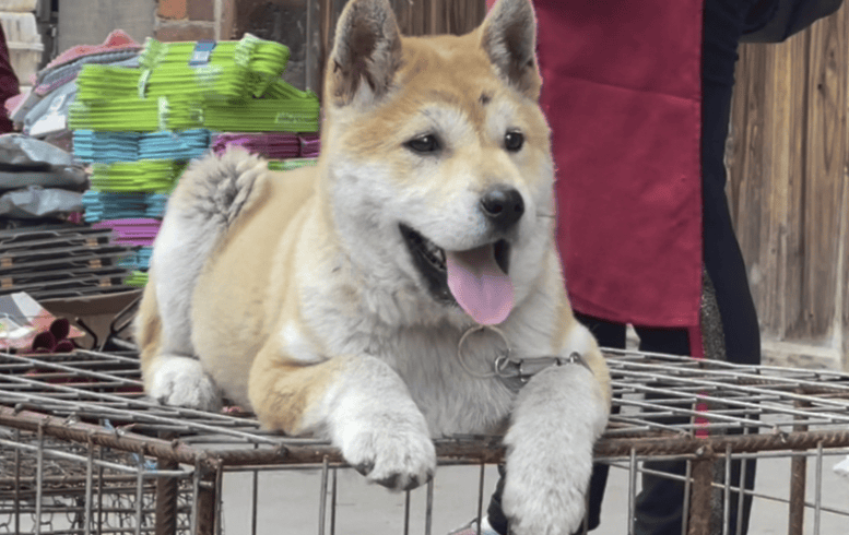 Pictures of the yellow dog with white face when it grows up