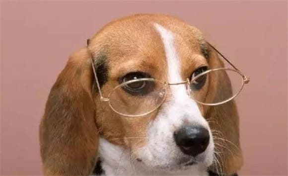 The Beagle is also commonly known as the 