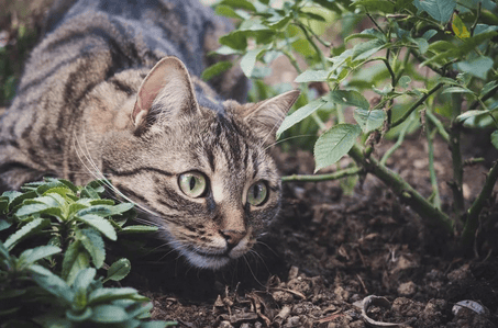 Five common diseases caused by chronic stress in cats