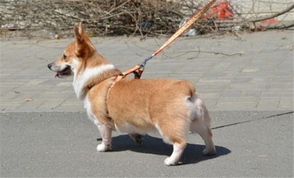  Do short-legged dogs grow big? width=