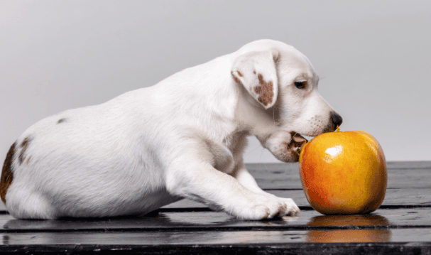 What are the top ten taboo fruits for dogs?