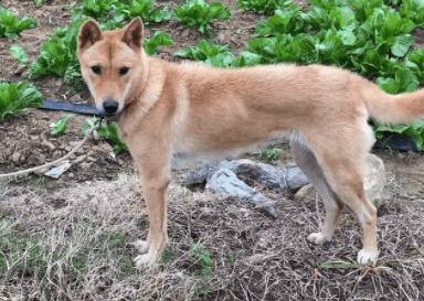  The difference between Guangxi native hound and native dog