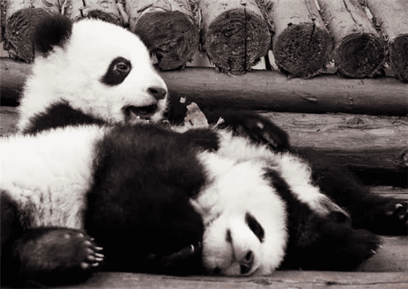 How much do you know about pandas?