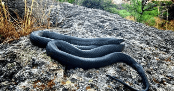 Is the black king snake docile? What are its physical characteristics?