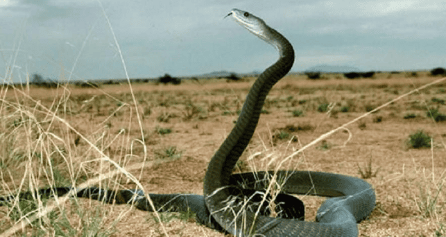 Black snake, non-venomous, can be kept as a pet!