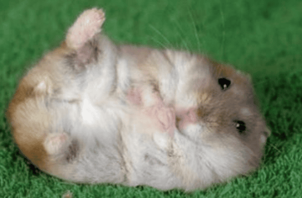 Little popular science: Can hamsters drink milk? 