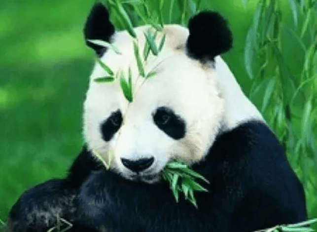 Giant panda, selected as one of the symbolic animals by the World Wildlife Fund