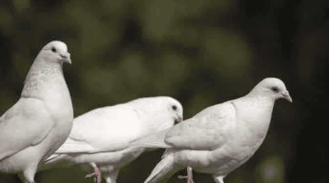 Basic introduction to pigeons, come and learn about it~