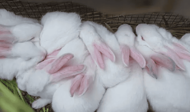 Those things you need to know about the feeding and management of young rabbits